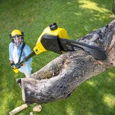 Best Lawn Maintenance Plans  in Royal Kunia, HI