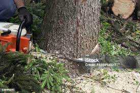 Best Commercial Tree Services  in Royal Kunia, HI