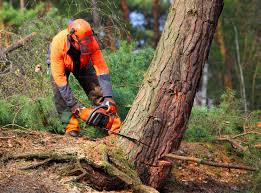 Best Tree Maintenance Programs  in Royal Kunia, HI