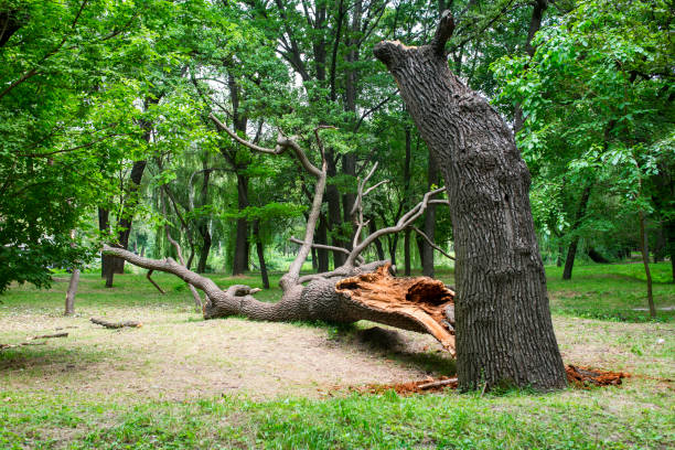 Best Lawn Pest Prevention  in Royal Kunia, HI