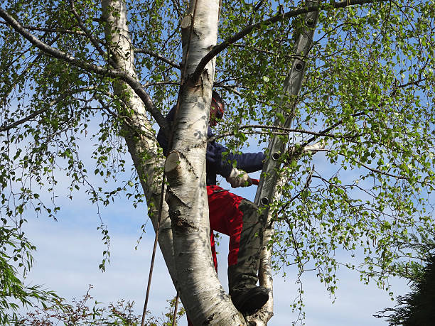 Professional Tree Care in Royal Kunia, HI