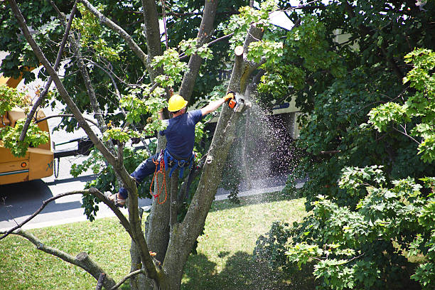 Best Lawn Renovation and Restoration  in Royal Kunia, HI
