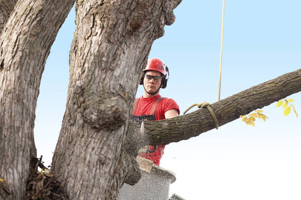 Best Root Management and Removal  in Royal Kunia, HI
